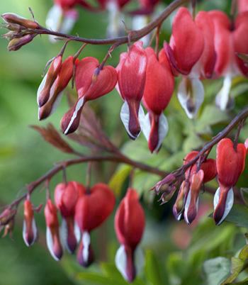 Dicentra spectabilis Valentine